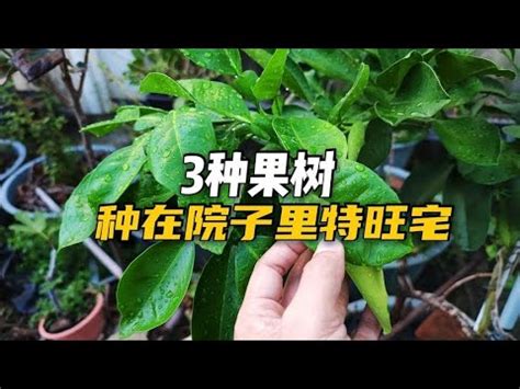 中部適合種什麼水果